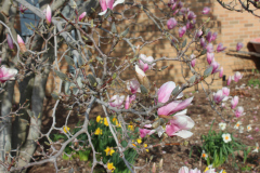 Magnolia-Trees-328