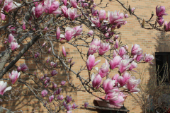 Magnolia-Trees-329