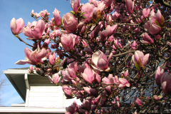 Magnolia-Trees-33