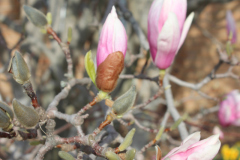 Magnolia-Trees-330