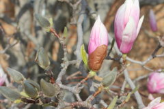 Magnolia-Trees-331