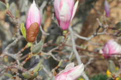 Magnolia-Trees-332