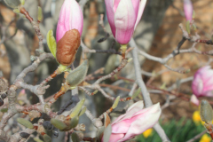 Magnolia-Trees-333