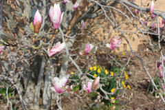 Magnolia-Trees-334