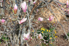 Magnolia-Trees-335