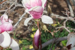 Magnolia-Trees-336