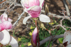 Magnolia-Trees-336
