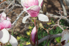 Magnolia-Trees-337