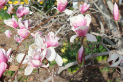 Magnolia-Trees-338