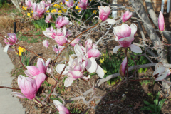 Magnolia-Trees-339