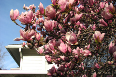 Magnolia-Trees-34