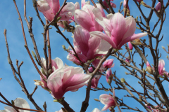 Magnolia-Trees-340