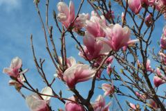 Magnolia-Trees-341