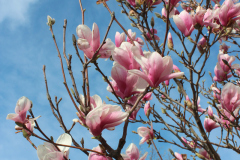 Magnolia-Trees-342