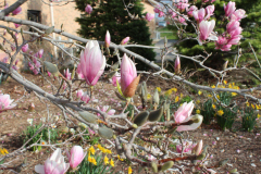 Magnolia-Trees-343