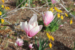 Magnolia-Trees-344