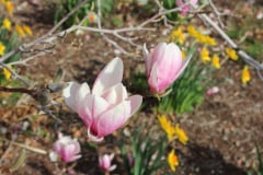 Magnolia-Trees-345