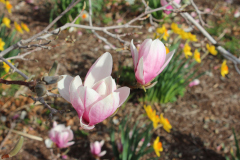 Magnolia-Trees-345
