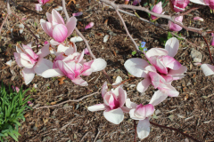 Magnolia-Trees-346