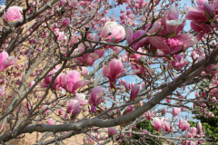 Magnolia-Trees-347