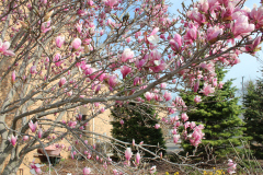 Magnolia-Trees-348