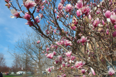 Magnolia-Trees-349