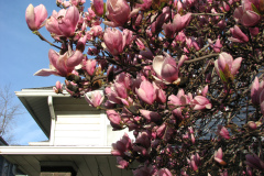 Magnolia-Trees-35