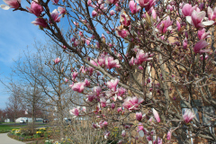 Magnolia-Trees-350