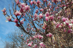 Magnolia-Trees-351