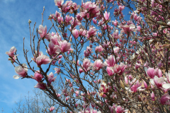 Magnolia-Trees-352