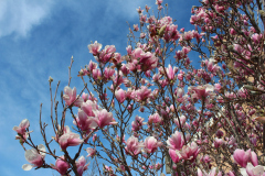Magnolia-Trees-353