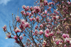 Magnolia-Trees-354