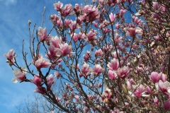 Magnolia-Trees-355
