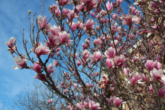 Magnolia-Trees-356