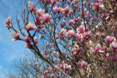 Magnolia-Trees-357