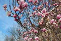 Magnolia-Trees-358