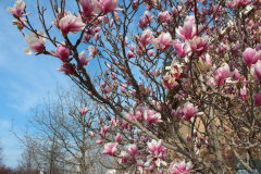 Magnolia-Trees-359