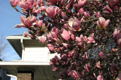 Magnolia-Trees-36
