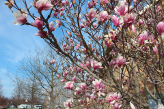 Magnolia-Trees-360