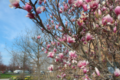 Magnolia-Trees-361