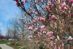 Magnolia-Trees-362