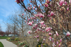 Magnolia-Trees-363