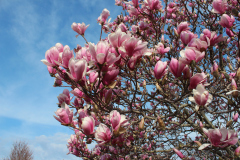 Magnolia-Trees-364