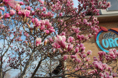 Magnolia-Trees-366