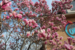 Magnolia-Trees-367