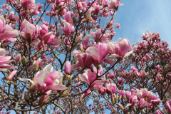 Magnolia-Trees-368