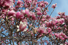 Magnolia-Trees-369