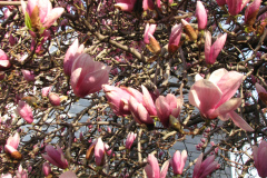 Magnolia-Trees-37