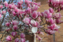 Magnolia-Trees-370