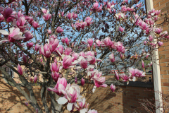Magnolia-Trees-371